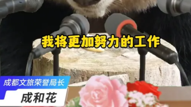 网友支持熊猫花花当局长，没想到成都文旅来真的