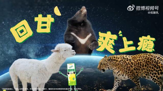 攀枝花动物天团集体上天？优酸乳这支广告又萌又抽象