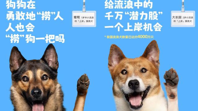 小狗也想上岸？名创优品这组公益文案我给满分