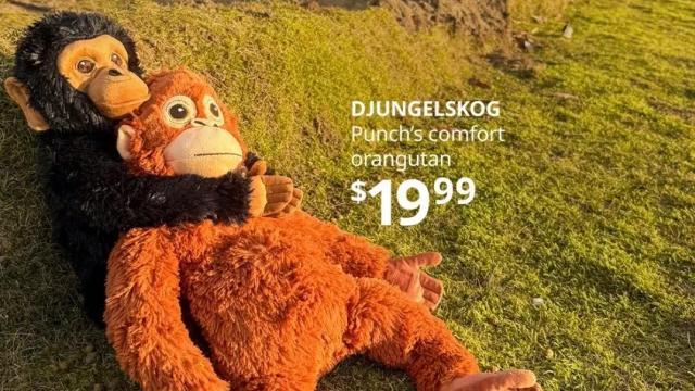 “被霸凌”小猴子看哭全网，宜家同款火速售罄，赢麻了