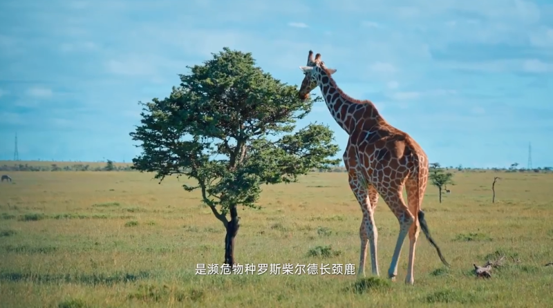 08a46ec4f90c0ec818e4d67571e19074-800.png